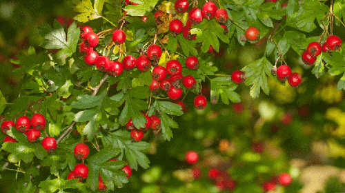 Merble Hill Hawthorn