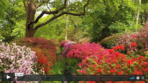 Isabella-Plantation