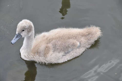 Injured Cygnet