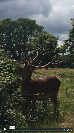 Richmond Park Stag